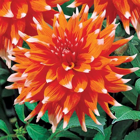 wholesale dahlia tubers from holland.